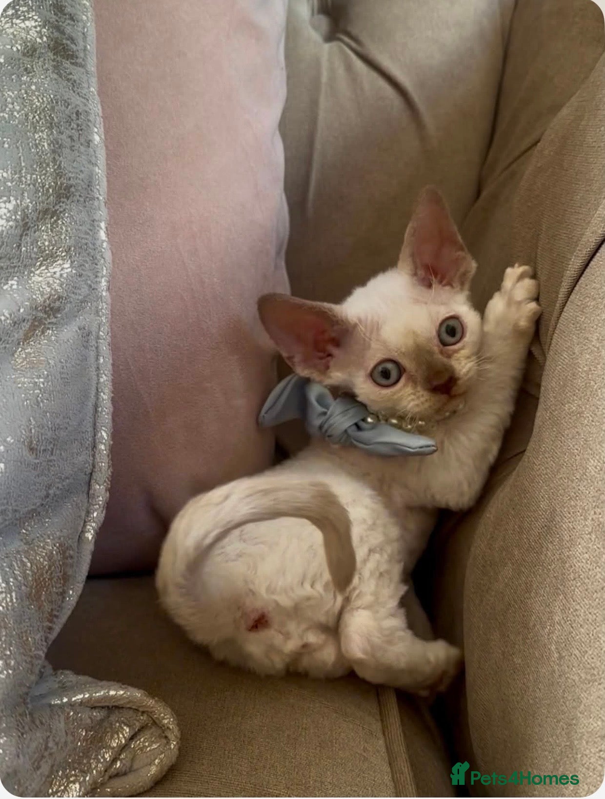 Devon Rex cats Beautiful GCCF Registered Devon Rex Kittens 🩷 - Advert 17
