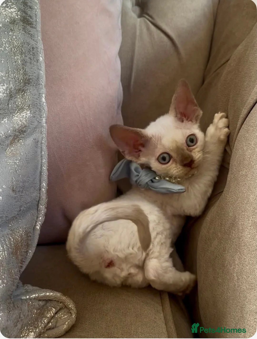 Devon Rex cats for sale: Beautiful GCCF Registered Devon Rex Kittens 🩷 in Leicester - Advert 1
