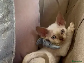 Devon Rex cats Beautiful GCCF Registered Devon Rex Kittens 🩷 - Advert 2