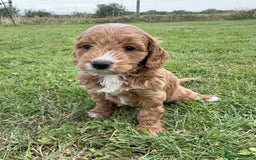 Cockapoo dogs for sale: Adorable F1B cockapoo puppies - Image 18