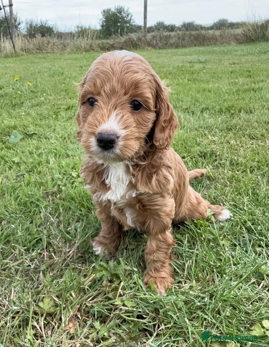 Cockapoo dogs for sale: Adorable F1B cockapoo puppies - Image 18