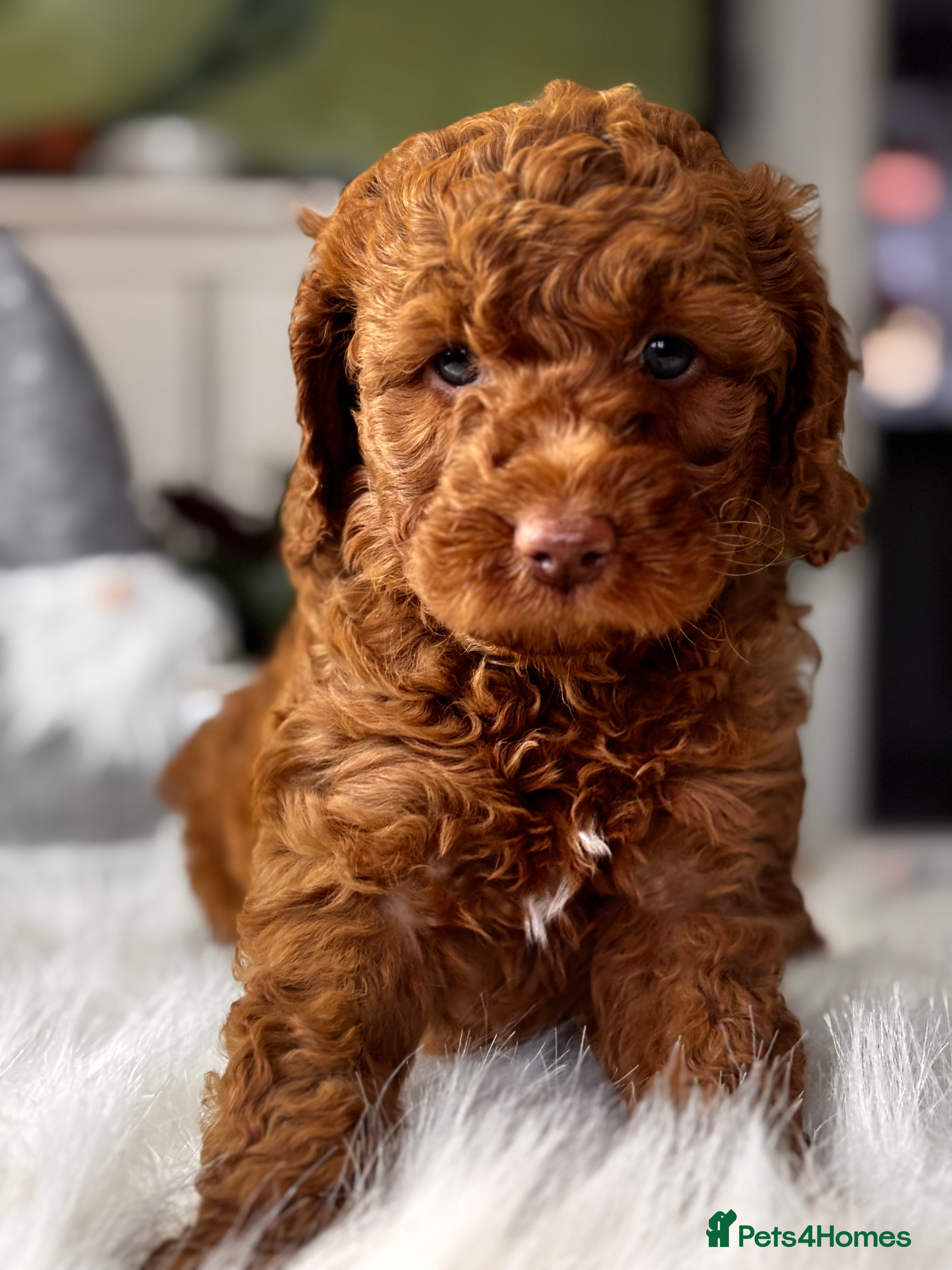 Labradoodle dogs 	Premium Labradoodle Puppies – DNA Line - Advert 1