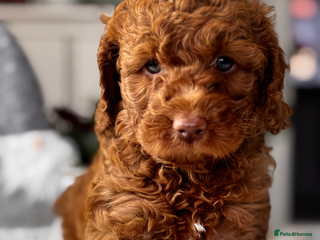 Labradoodle dogs Premium Labradoodle Puppies – DNA Line - Advert 6