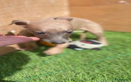Whippet dogs for sale: Kc whippet pups  - Image 31