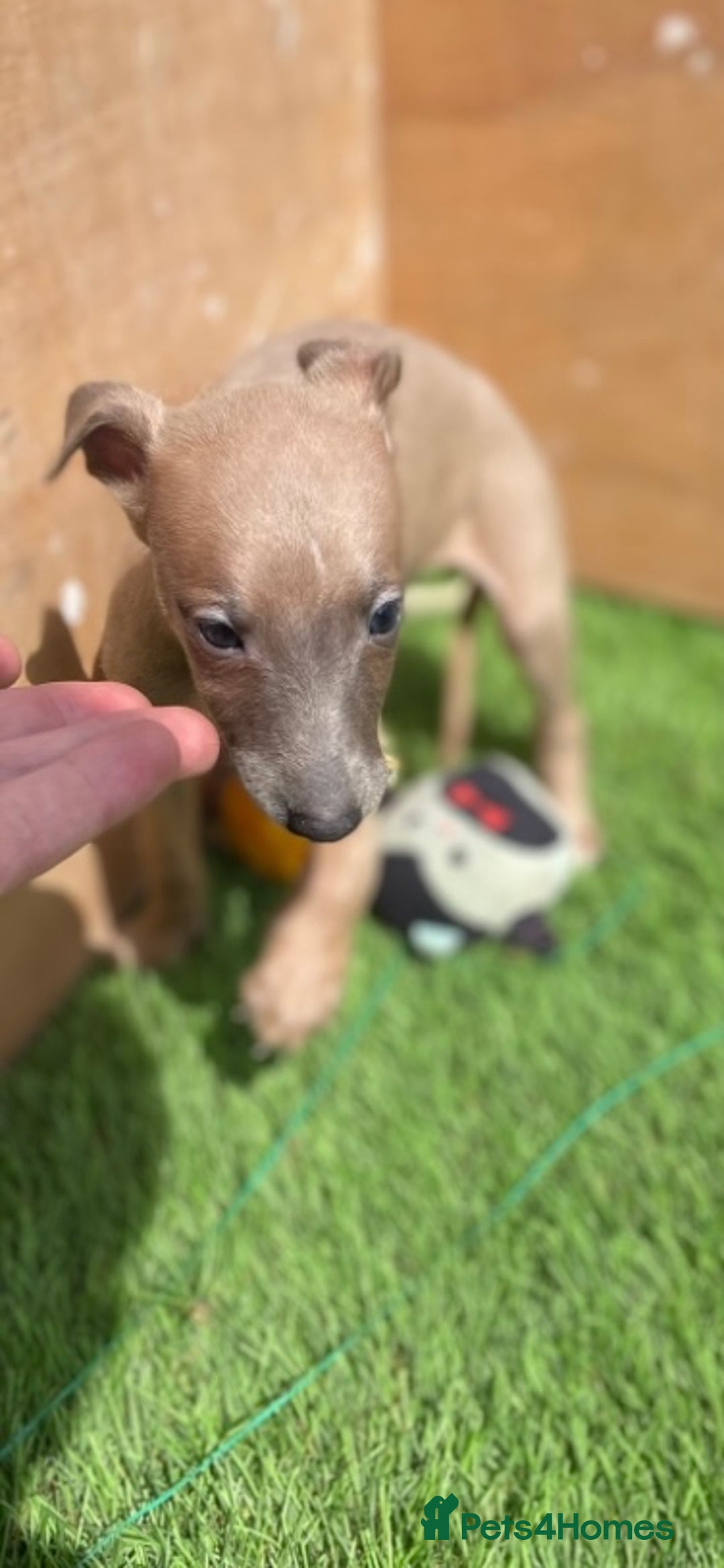 Whippet dogs for sale: Kc whippet pups  - Image 31