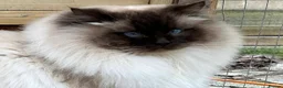 Ragdoll cats for sale: 🤎Exceptional Rare Chocolate Point Ragdoll Boy 🤎 - Advert 14
