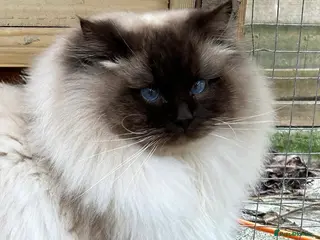 Ragdoll cats 🤎 Chocolate Point Ragdoll kitten 🤎 - Advert 15