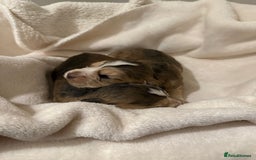 Cocker Spaniel dogs for sale: Litter of 6 adorable puppies  - Image 3