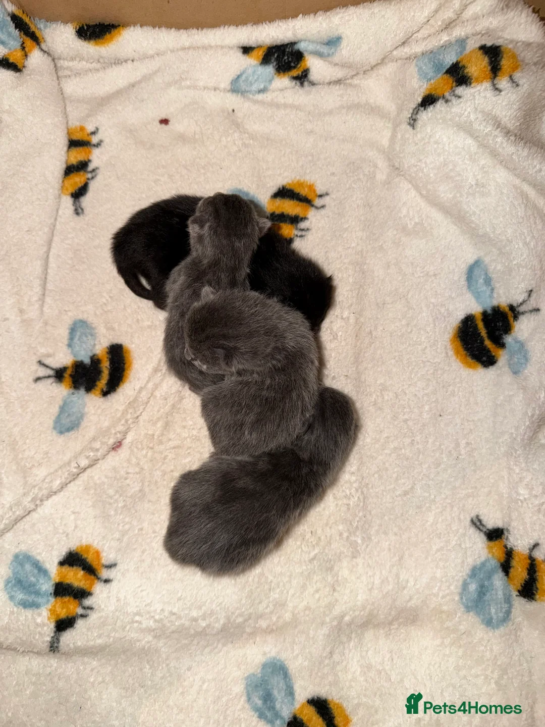 Mixed Breed cats for sale: Kittens in Hull - Advert 2