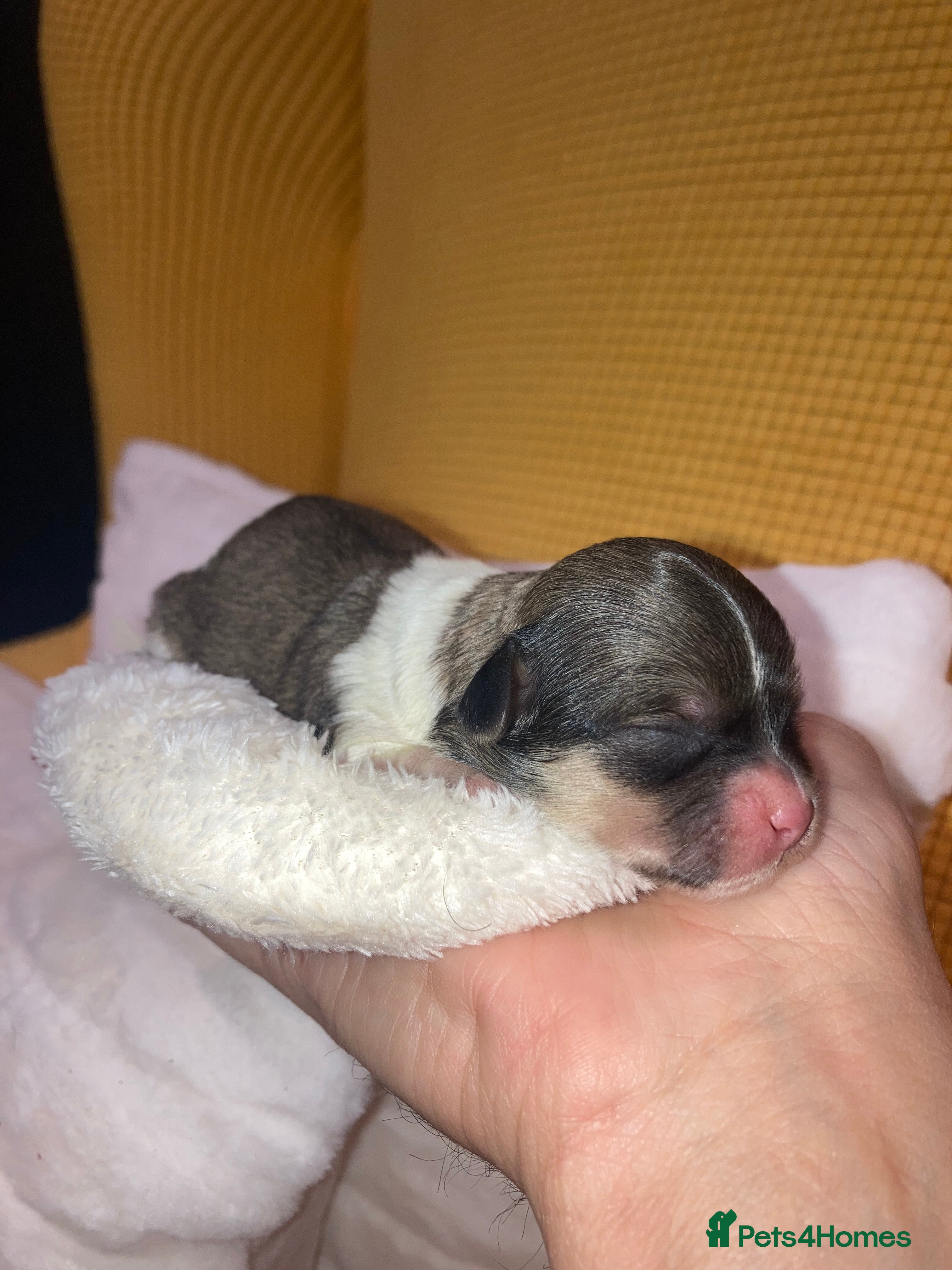 Shihpoo dogs Toy Shihpoo puppies  - Advert 17