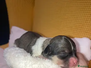 Shihpoo dogs Toy Shihpoo puppies - Advert 17