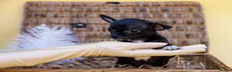 Chihuahua dogs for sale: 🐾Chihuahua Girls ready for forever loving homes - Advert 19