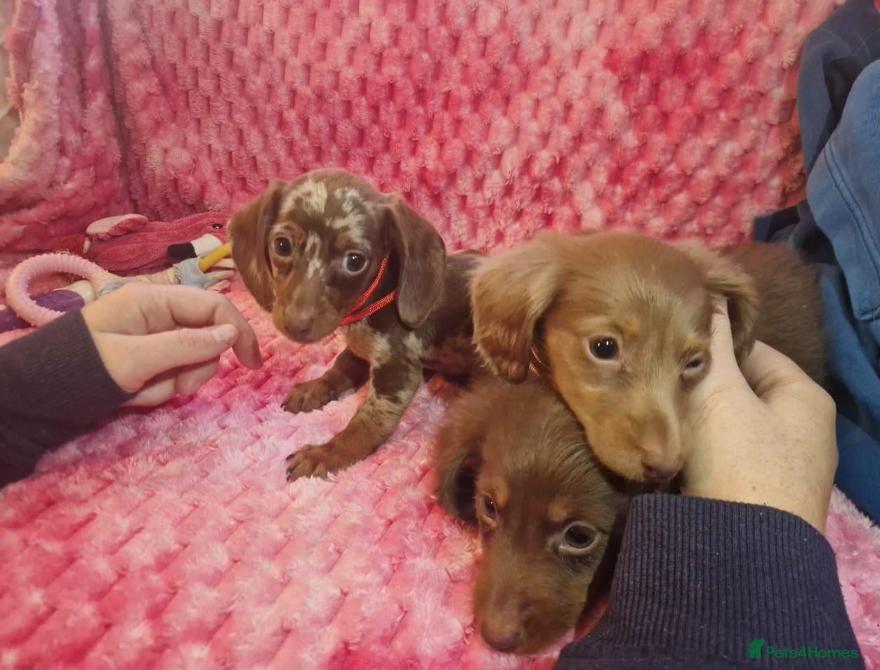Miniature Dachshund dogs Miniture dachshund puppies  - Advert 1