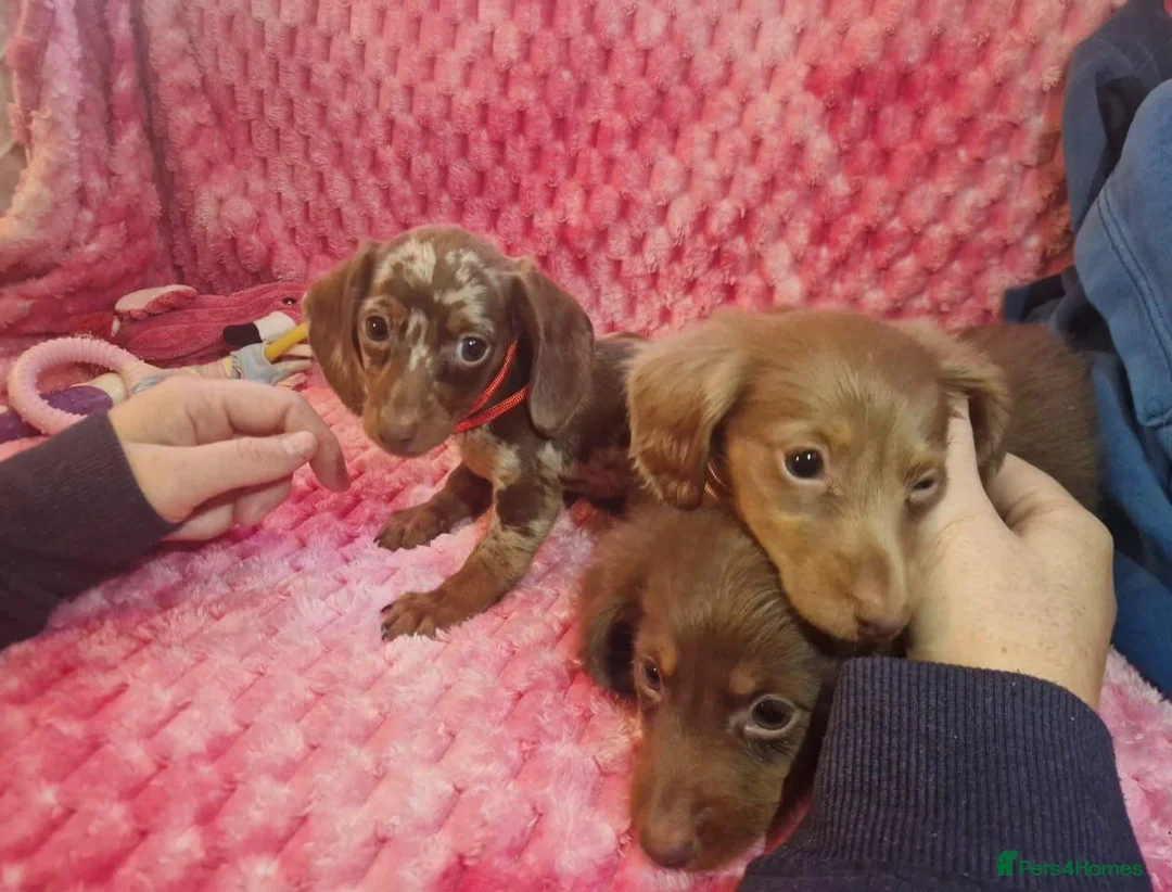 Miniature Dachshund dogs for sale: Miniture dachshund puppies  - Advert 1