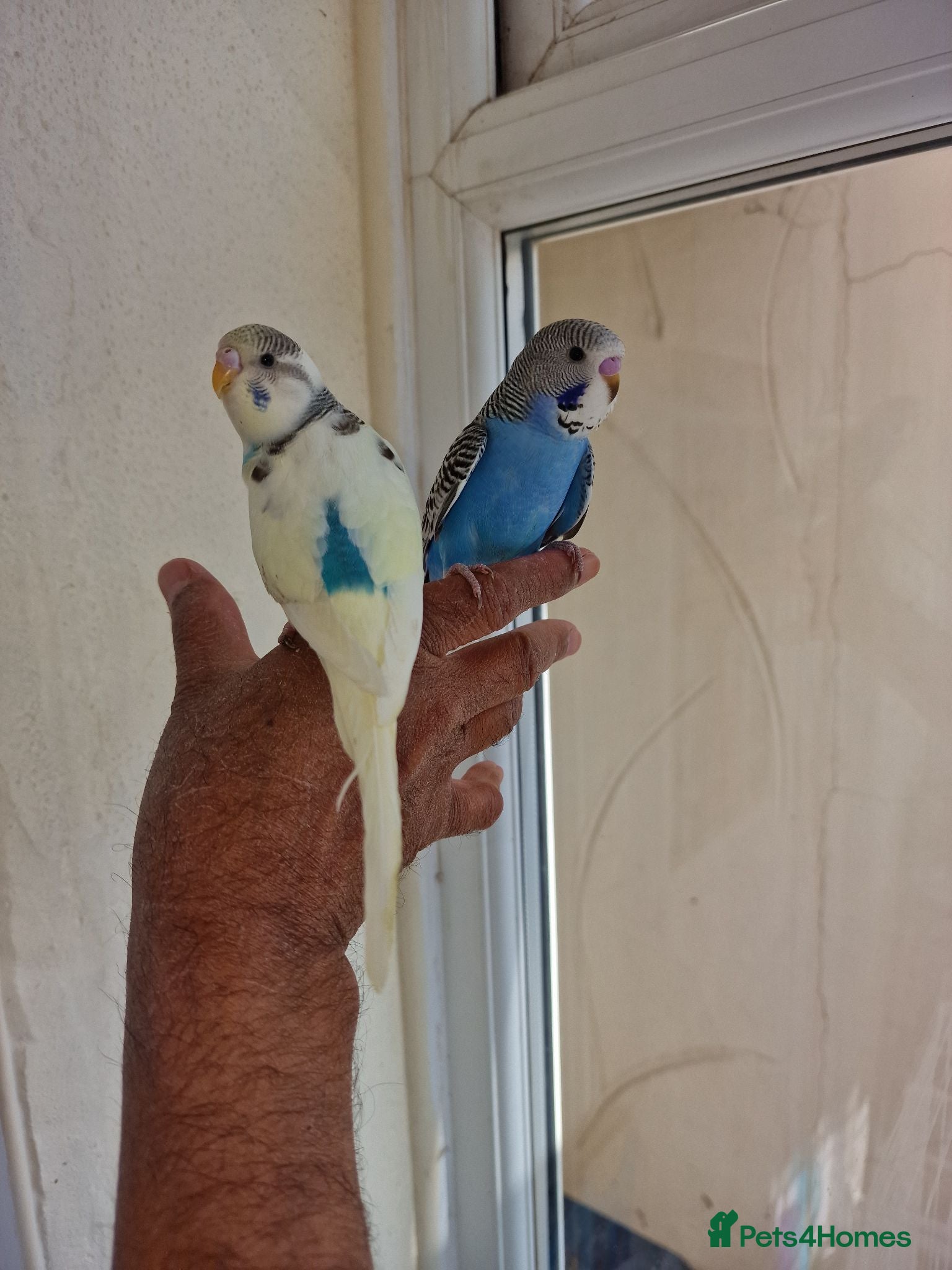 Budgerigars birds Super silly hand tamed baby budgies  - Advert 14