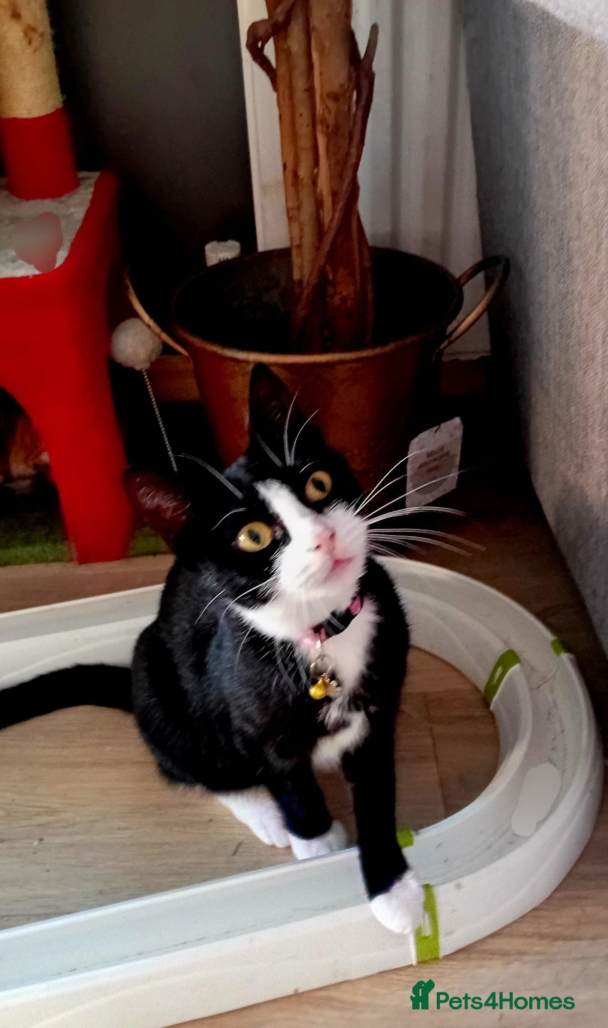 Mixed Breed cats Meet Usher &  her kittens all ready for adoption  - Advert 2