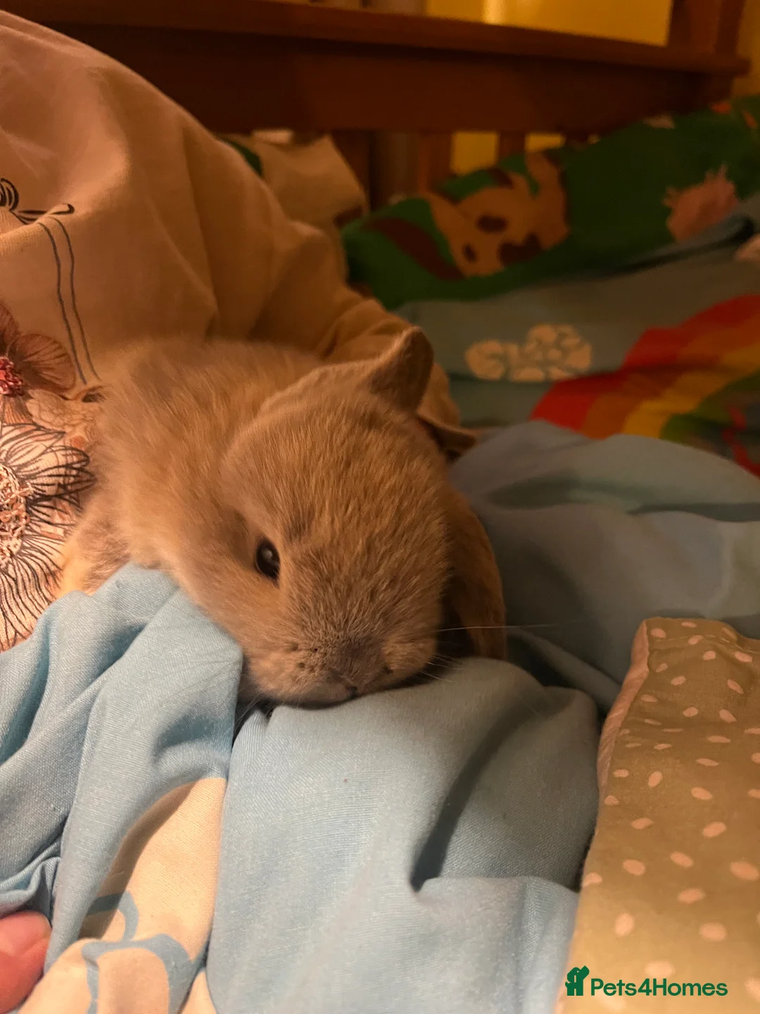 Mini Lop rabbits for sale: Stunning Mini Lop Kits  - Advert 3