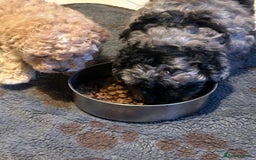 Cockapoo dogs for sale: Miniature cockapoo puppies Merle and Apricot - Image 1