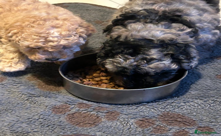 Cockapoo dogs - Advert 2