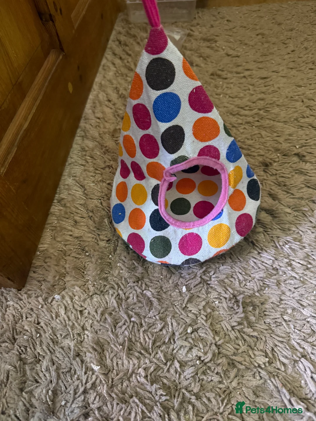 Sugar Glider rodents for sale: 3 female sugar gliders and set up - Advert 28