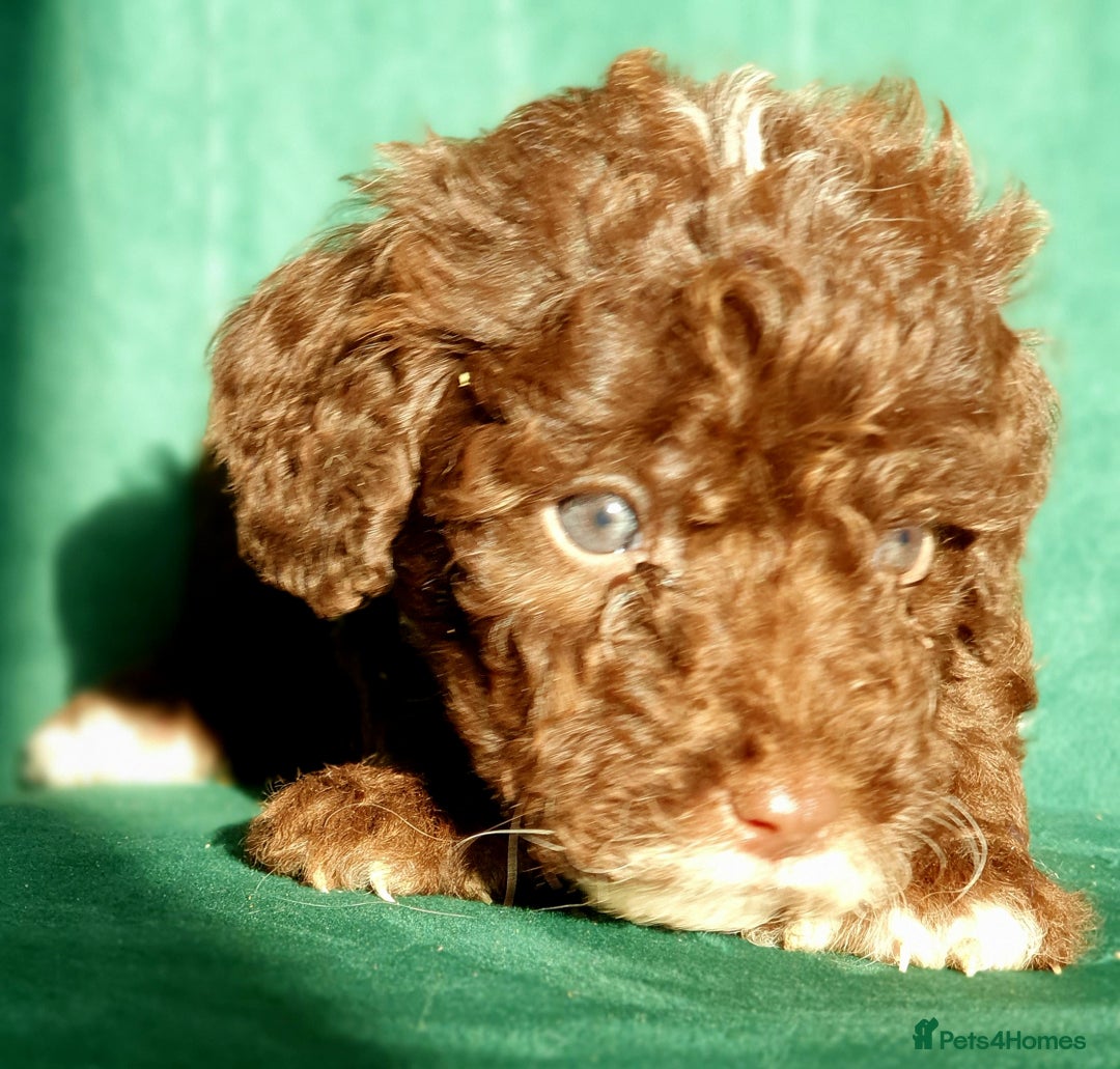 Miniature Poodle dogs for sale: Miniature poodle  - Advert 13