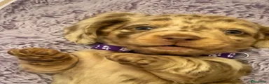 Miniature Dachshund 4