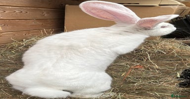 Continental Giant rabbits - Advert 16