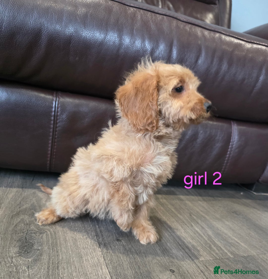 Cockapoo dogs for sale: Adorable cockapoo pups ready to go 🐶 - Image 14