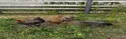 Chickens poultry for sale: POL Hens, Hatching eggs, and day old chicks  - Advert 8