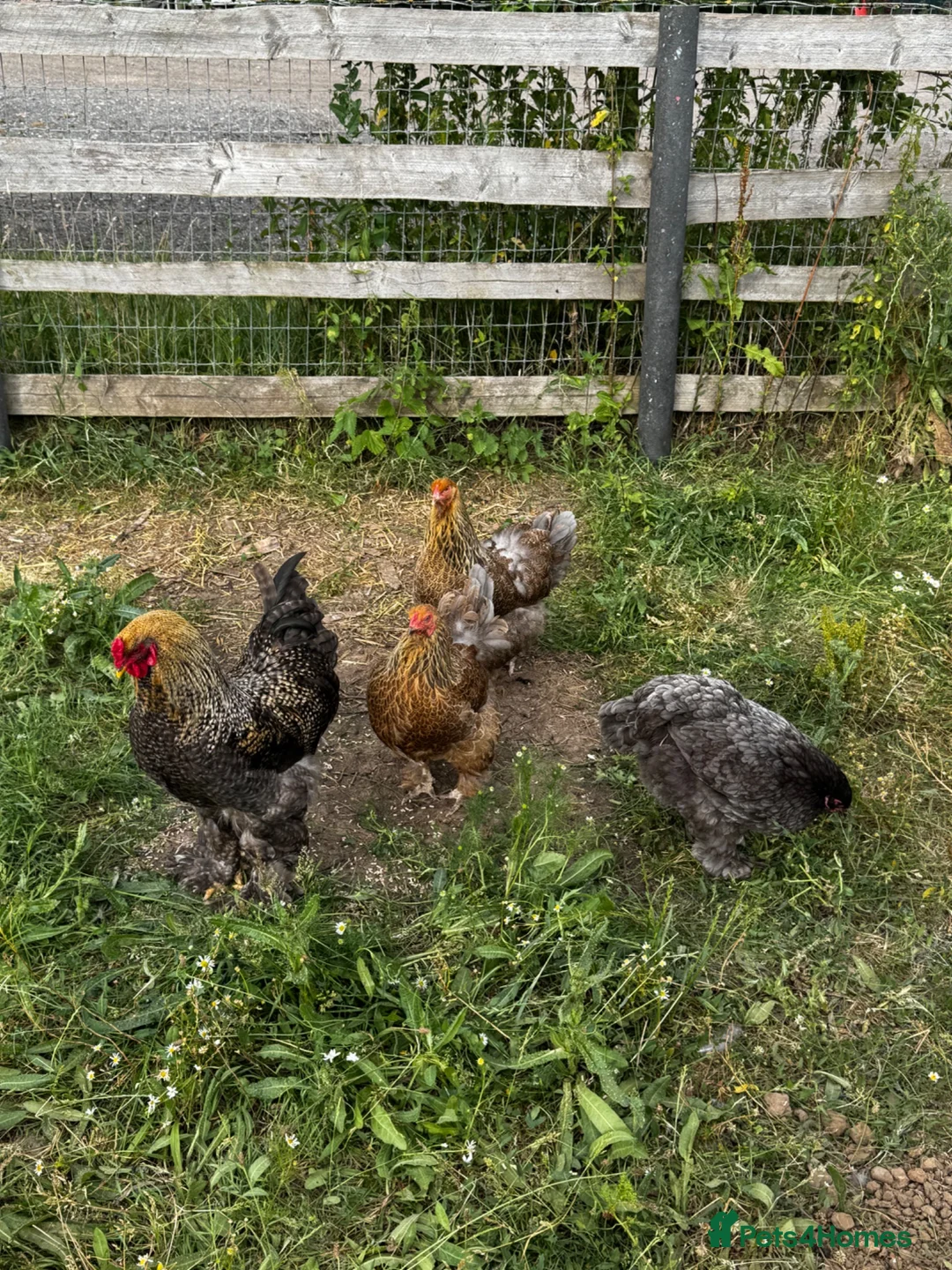 Chickens poultry for sale: POL Hens, Hatching eggs, and day old chicks  - Advert 8