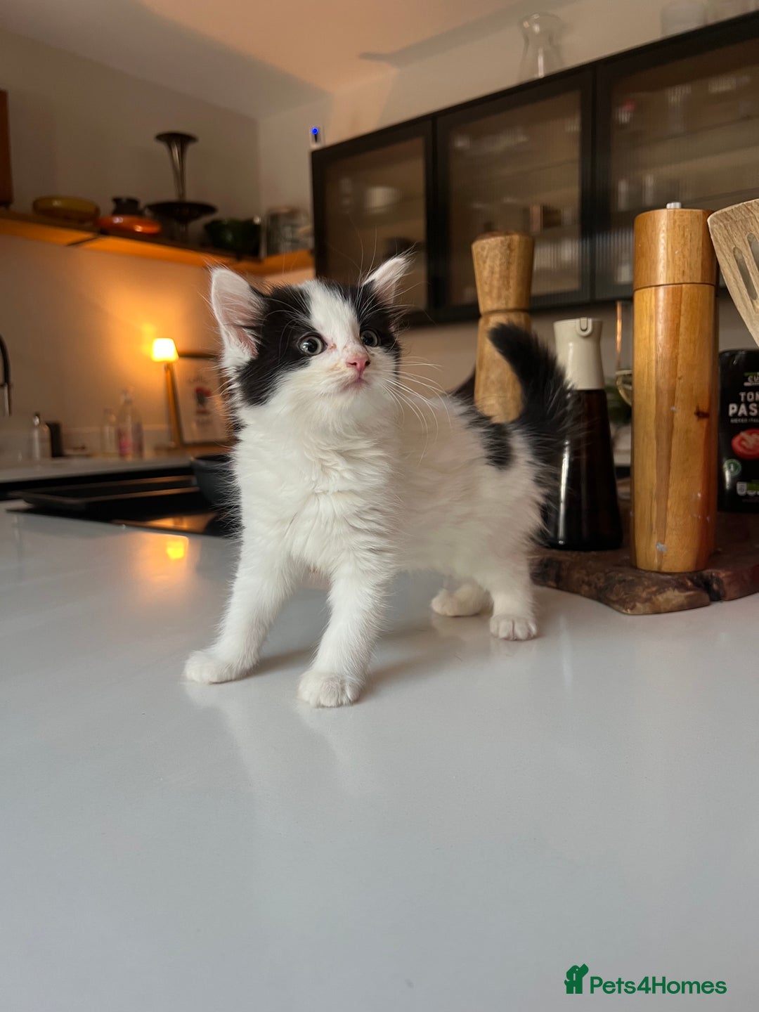 Mixed Breed cats for sale: Five stunning kittens ready to go! - Image 4