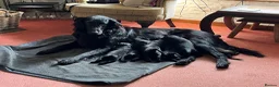 Flat coated Retriever dogs for sale: Gorgeous flat coat retriever puppies. - Advert 8