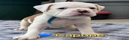 American Bulldog dogs for sale: Beautiful Johnson Type American Bulldog Puppies - Advert 3