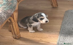 Cocker Spaniel dogs for sale: Beautiful sable puppies - Image 12