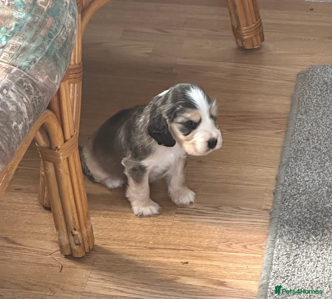 Cocker Spaniel dogs for sale: Beautiful sable puppies - Image 12