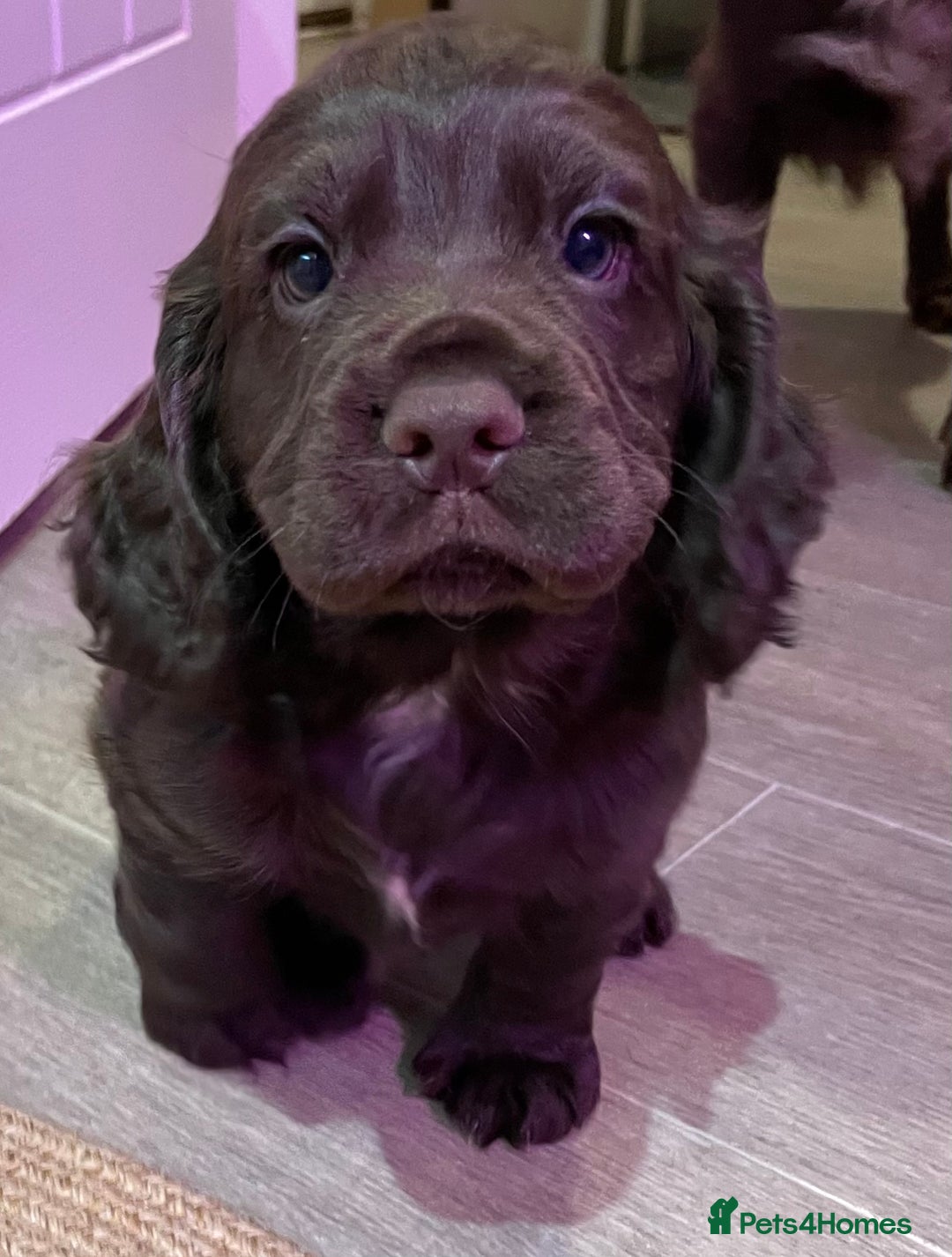 Cocker Spaniel dogs for sale: Stunning male cocker spaniel puppy pedigree - Image 19