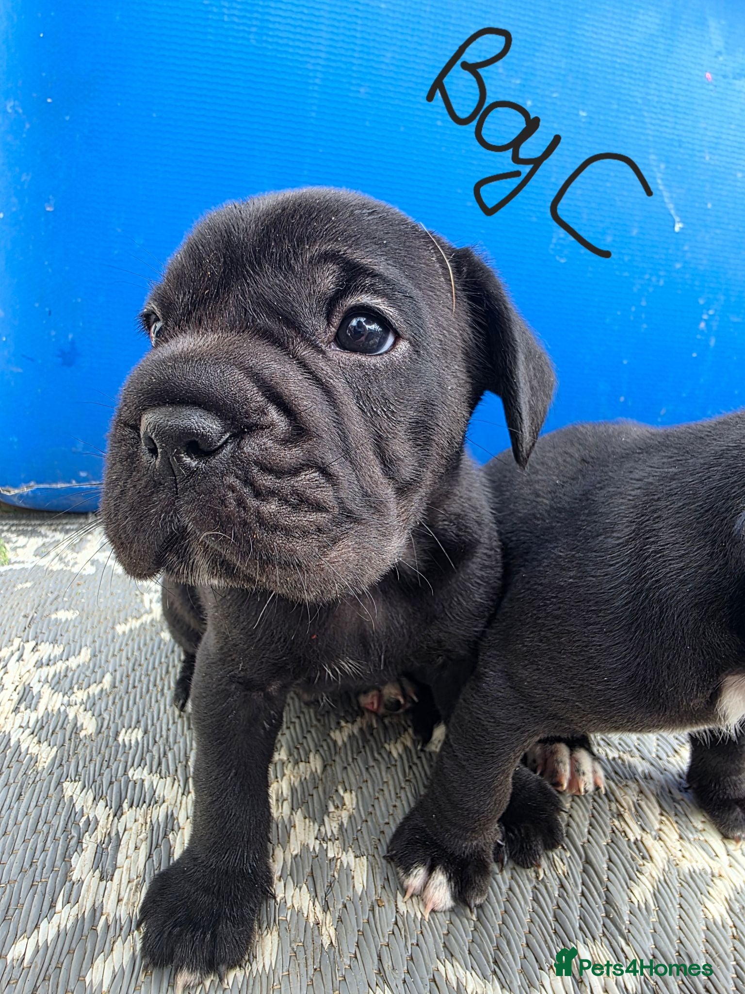 Mixed Breed dogs FRENCHBULLDOG X puppies - Advert 15