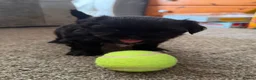 Shih Tzu dogs for sale: Beautiful Black Shih Tzu Boy Pupoy  - Advert 3