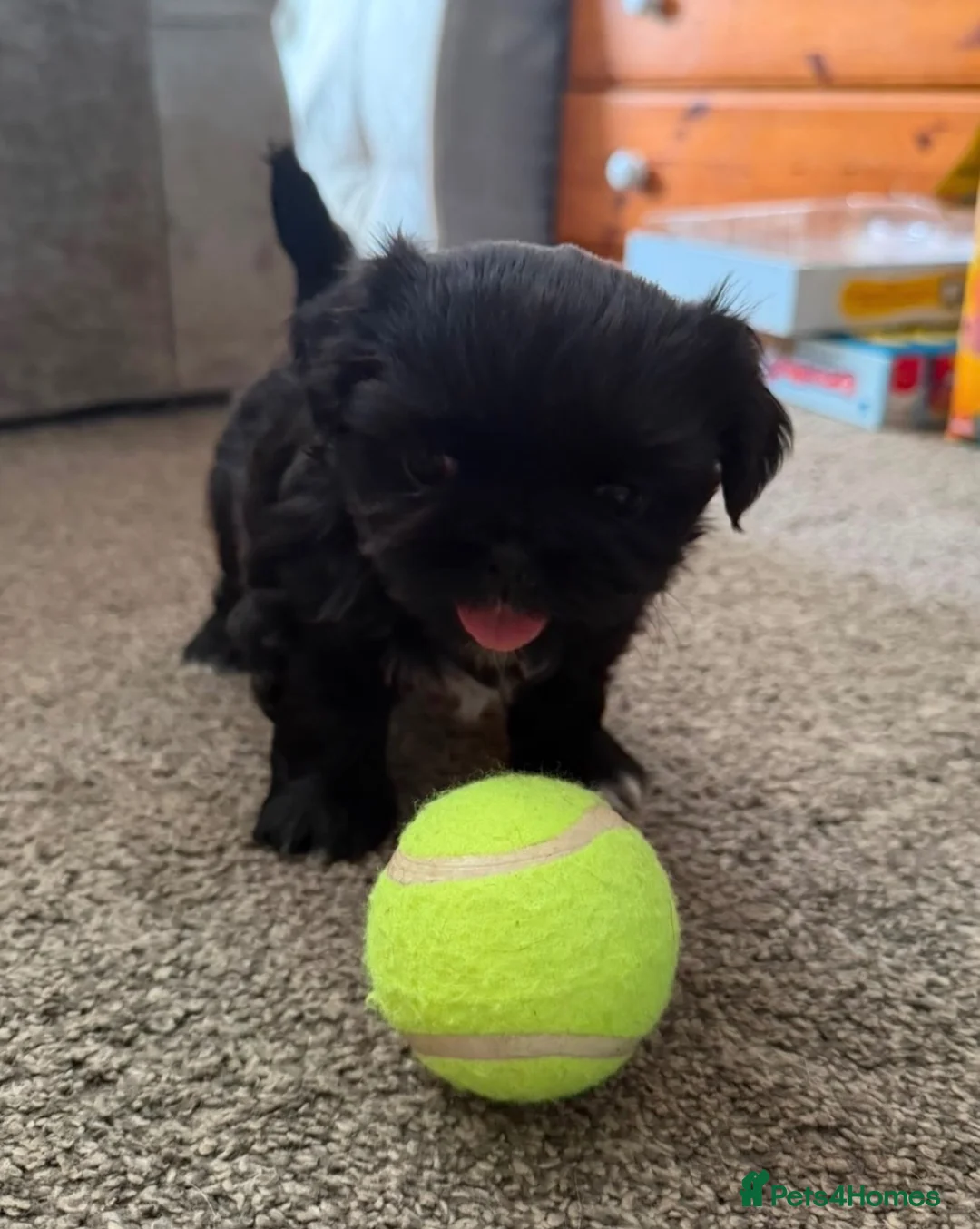Shih Tzu dogs for sale: Beautiful Black Shih Tzu Boy Pupoy  - Advert 3