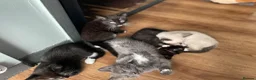 Mixed Breed cats for sale: Adorable kittens ready for there forever families  - Advert 26
