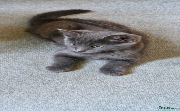 Mixed Breed cats - Advert 8