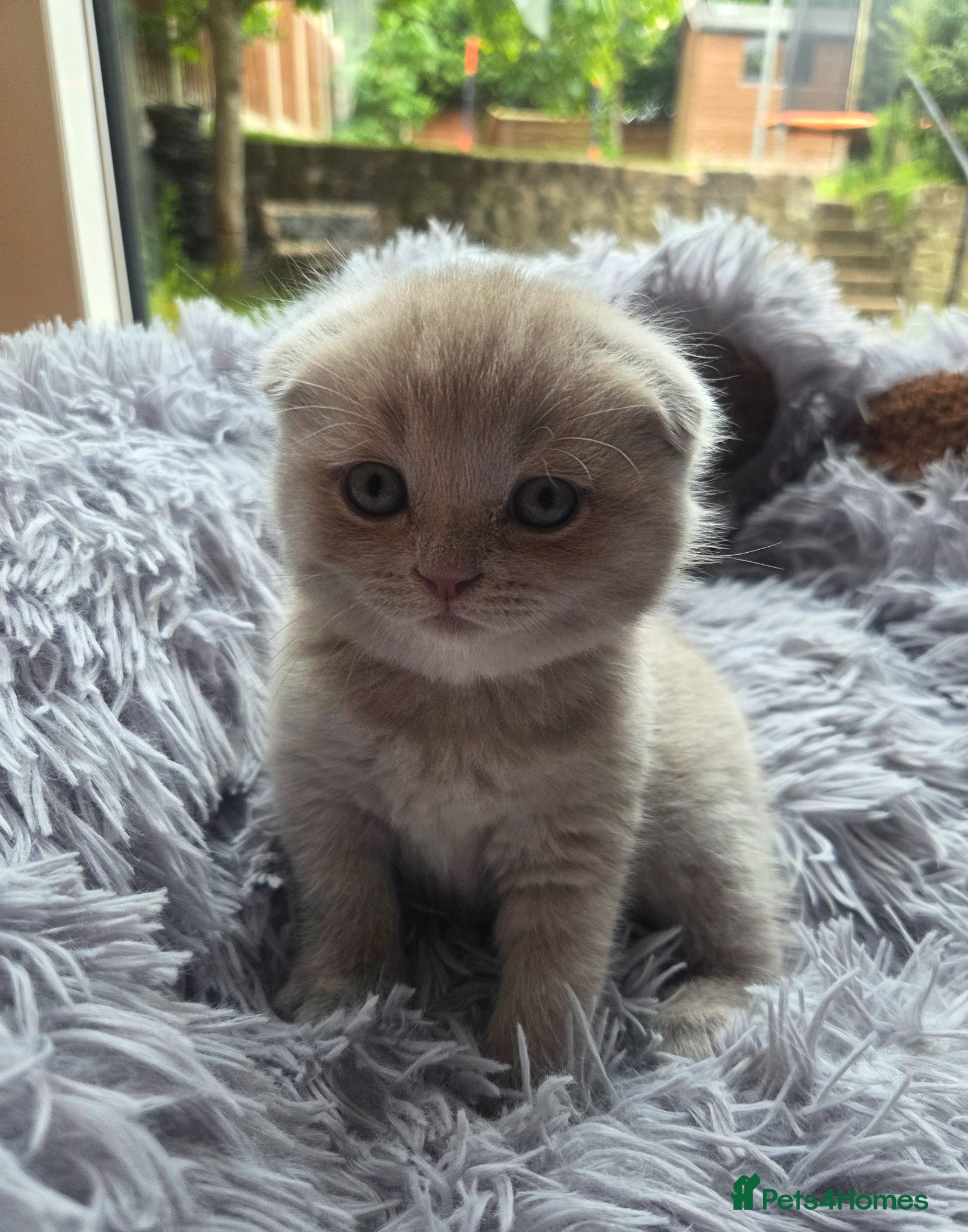 British Shorthair cats Kittens lilac and blue boys, shorthair, longhair  - Advert 7