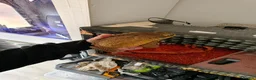 Toad reptiles for sale: Giant Suriname Marine Toad with Set Up - Advert 1