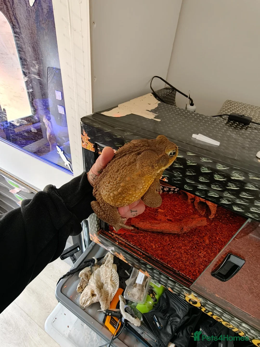Toad reptiles for sale: Giant Suriname Marine Toad with Set Up - Advert 1