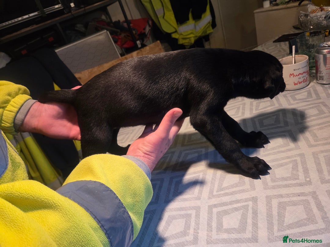 Mixed Breed dogs for sale: Bullcros  - Advert 2