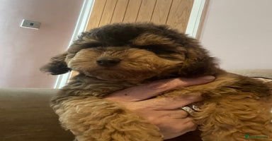 Cockapoo dogs - Advert 10