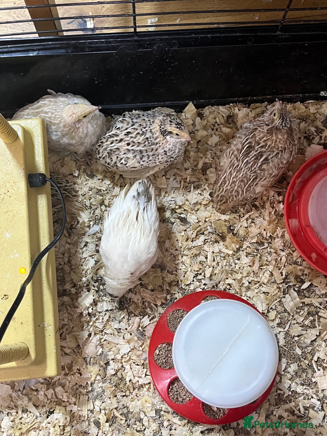 Quail poultry for sale: Coturnix quail for sale - Image 2