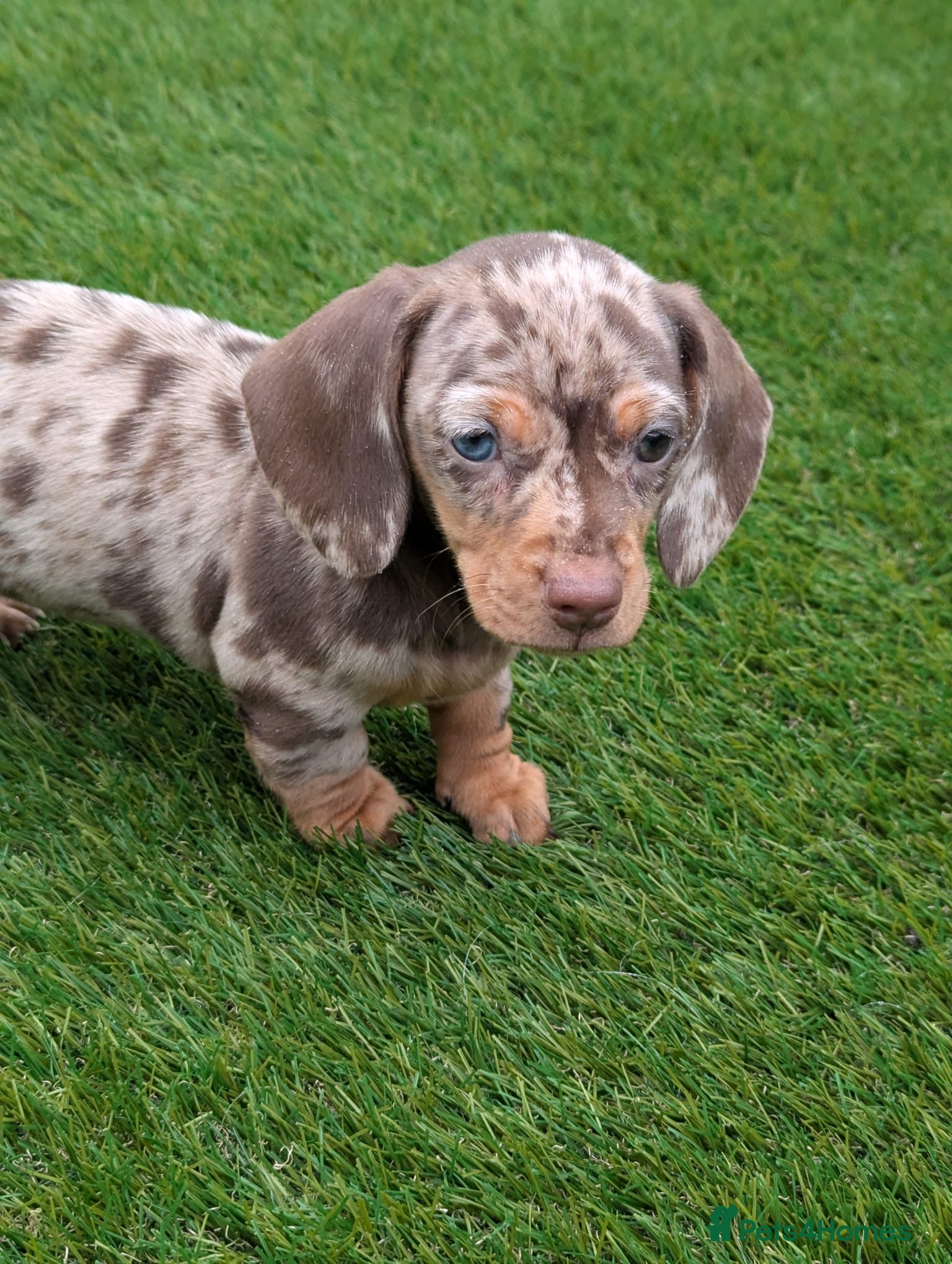 Miniature Dachshund dogs Gorgeous 8 week old puppy - Advert 1