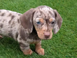 Miniature Dachshund dogs Gorgeous 8 week old puppy - Advert 1