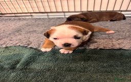 Staffordshire Bull Terrier dogs for sale: KC Staffordshire Bull Terrier - Image 3